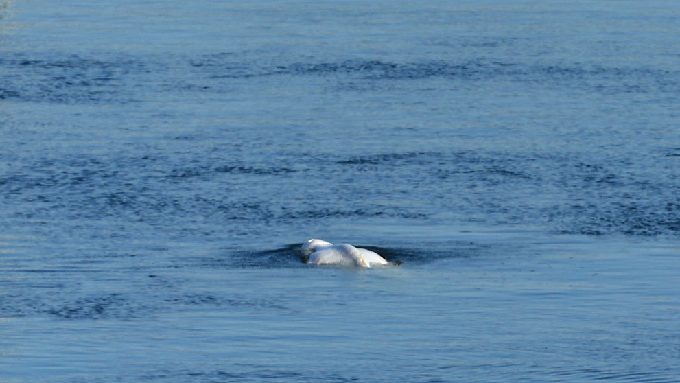 Veľryba, ktorá uviazla na rieke Seina.