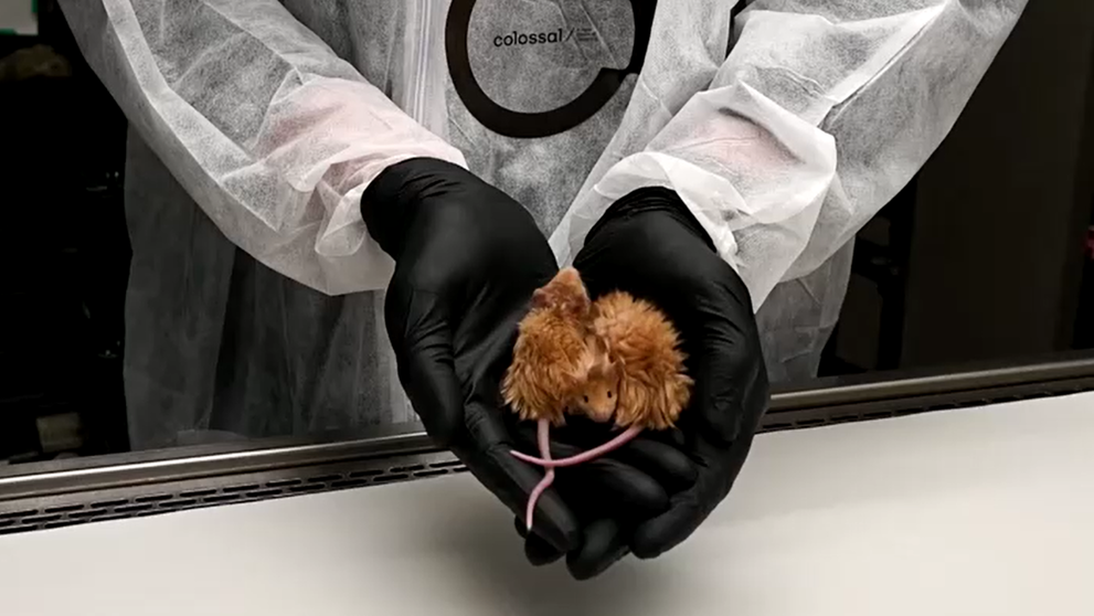 Vedci umelo vytvorili myši s mamuťou srsťou