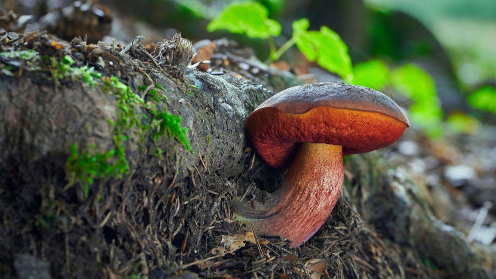 hríb zrnitohlúbikový (lat. Neoboletus luridiformis)