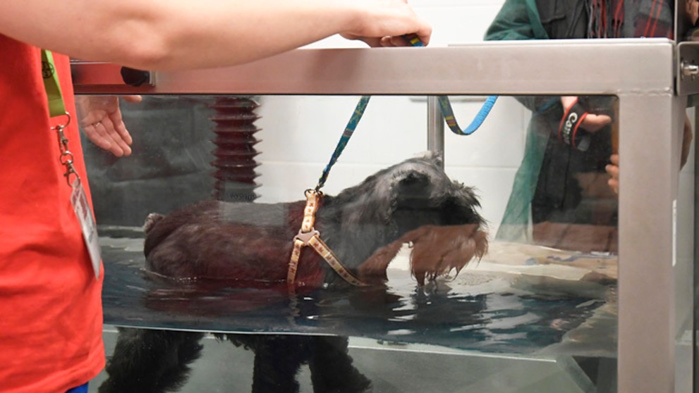 Colníci zhabali v Malajzii pašované šupiny pásavcov.