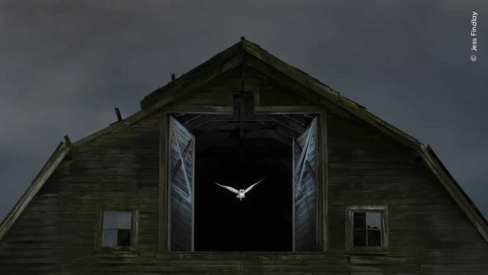 Edge of Night by Jess Findlay