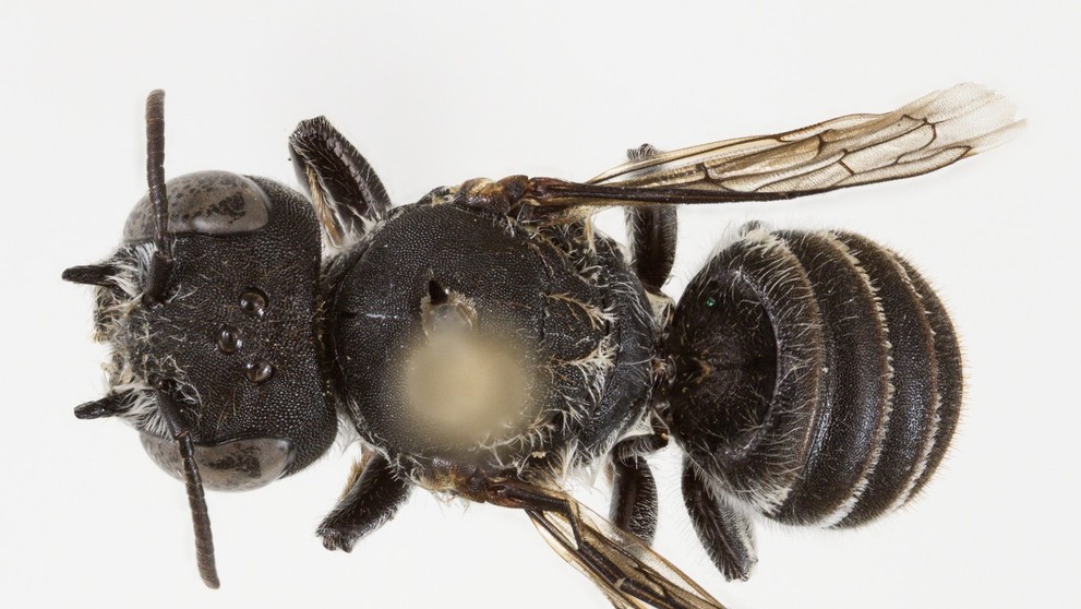 Megachile Lucifer - nový druh včely objavený v Austrálii.