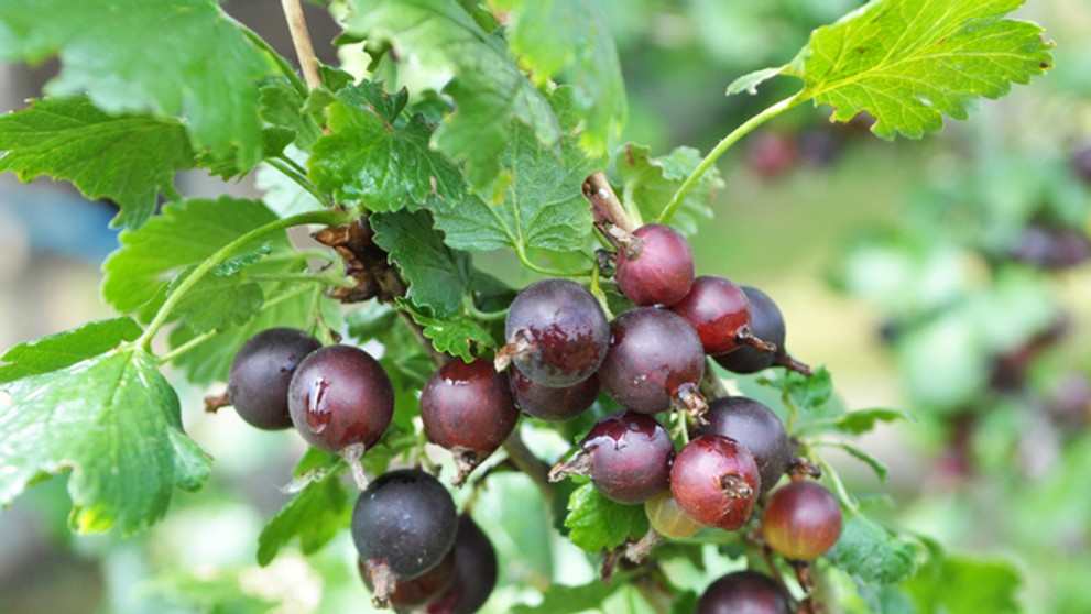 Josta - kríženec čiernych ríbezlí a egreša.