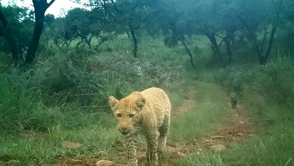 Unikátne zábery jahodového leoparda..jpg