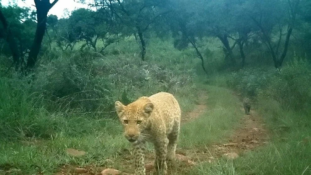 Unikátne zábery jahodového leoparda..jpg
