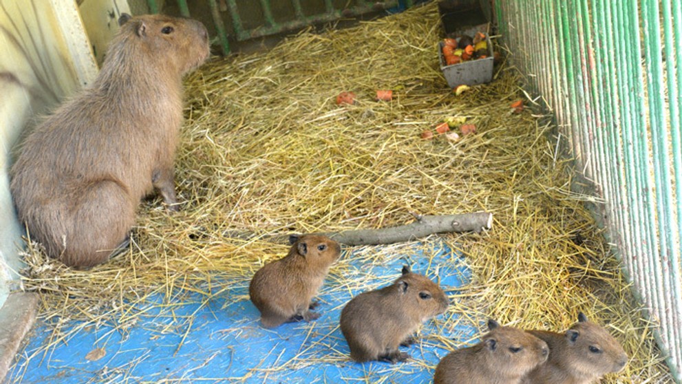 Rodinka kapybary močiarnej v košickej zoo.