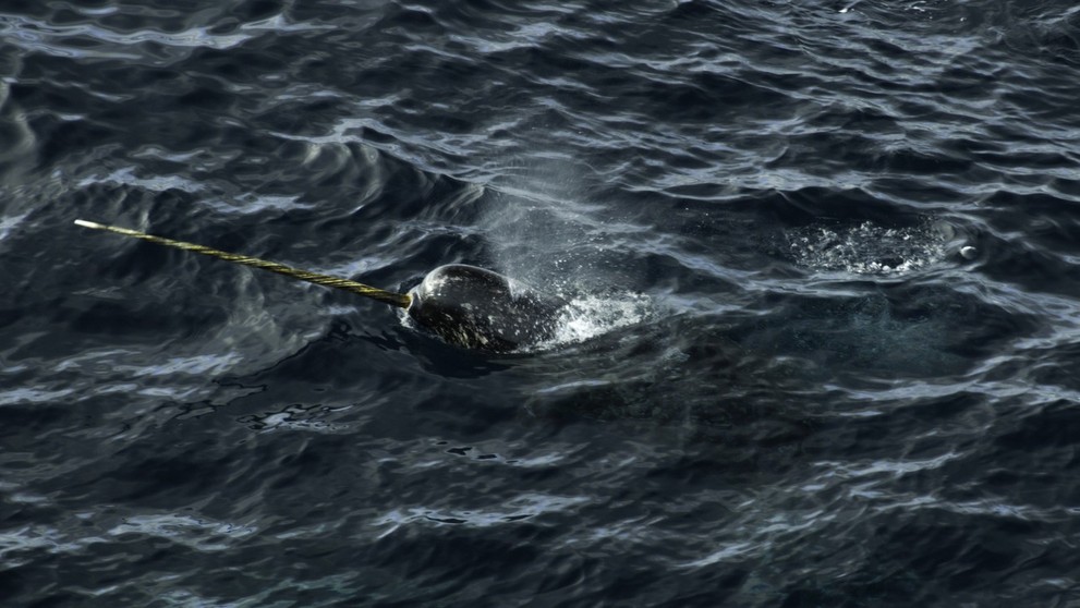 Narval patrí medzi najpozoruhodnejšie tvory oceánov.