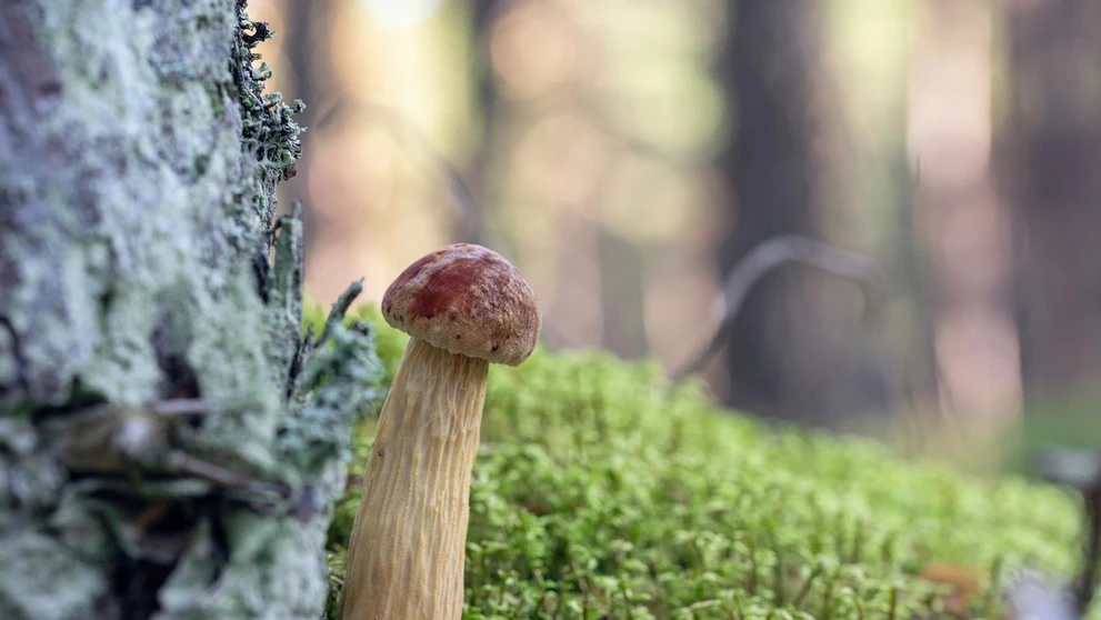 Aureoboletus projectellus 