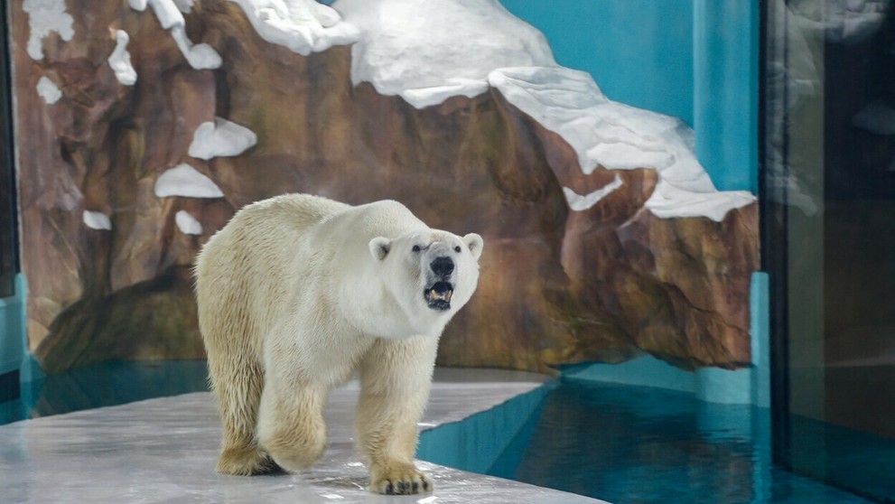 Kontroverzný čínsky hotel láka hostí na polárnych medveďov.
