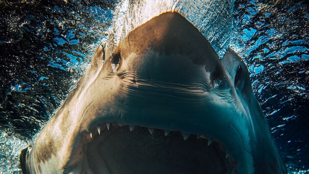 Dávid Hartl, Karin Haydu, Rasťo Sokol a Saša Gachulincová