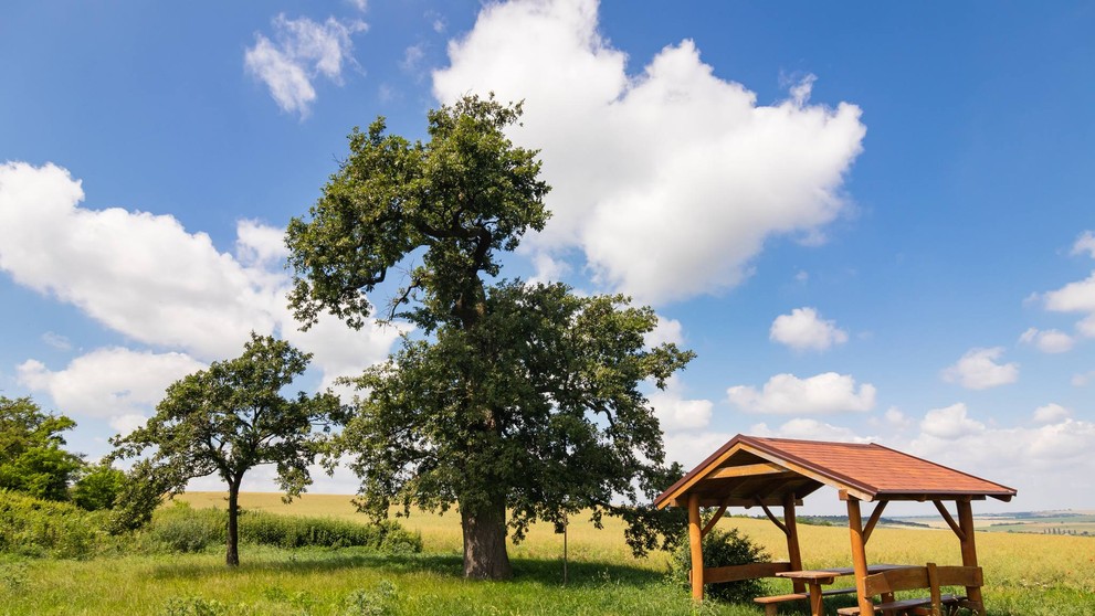 3. Dub cerový (Quercus cerris)