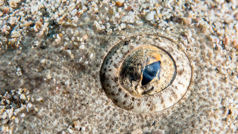 Žralok anjelský (squatina squatina).