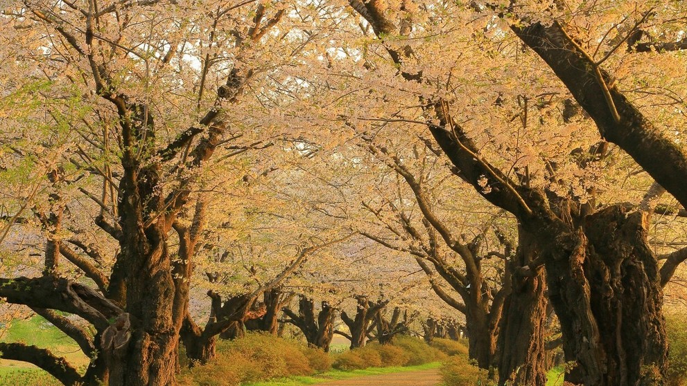 Hanami alebo japonský div sveta.