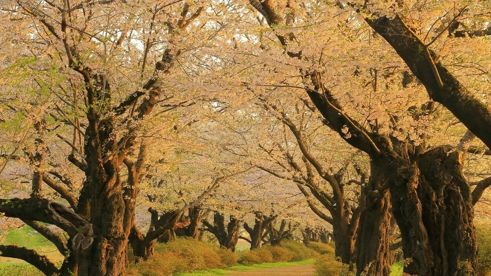 Hanami alebo japonský div sveta.