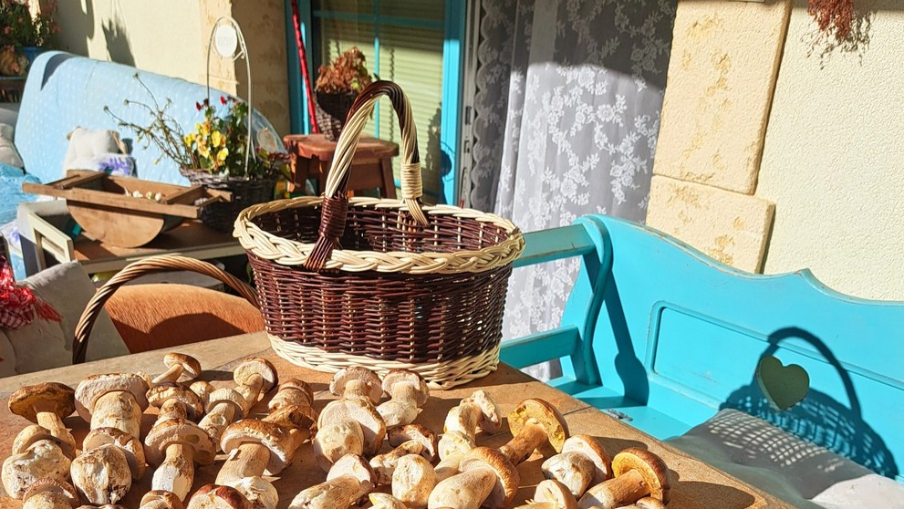 Mária nazbierala plný košík v okrese Trenčín 