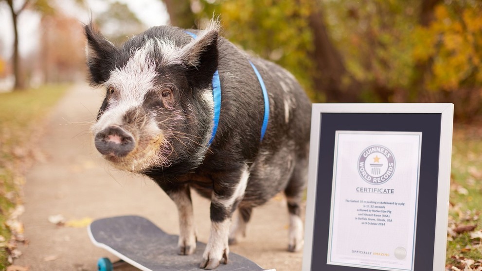 Prasiatko Norbert jazdí na skateboarde