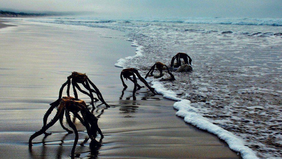 Rastliny Aloe vera na pláži v Južnej Afrike.