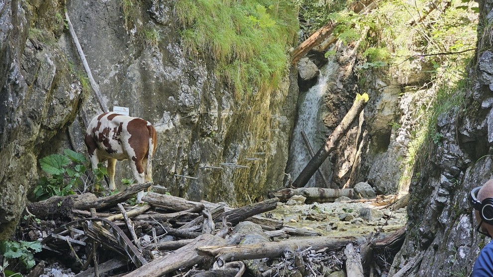 Krava uviazla na ferate.
