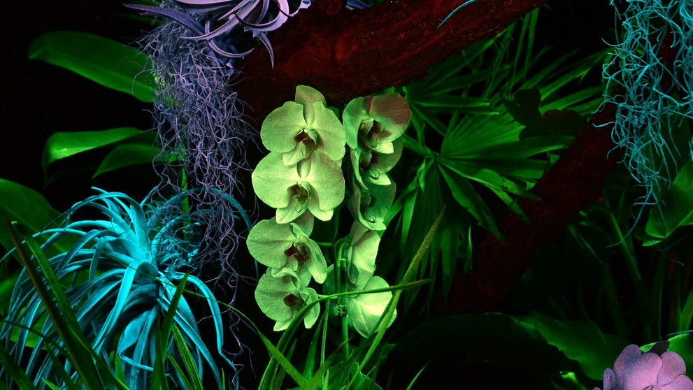 Svietiace rastliny v Košiciach.