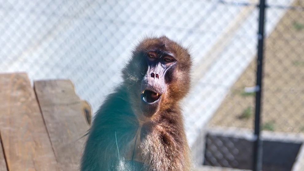 Bratislavská zoo privítala vzácnych paviánov dželada.