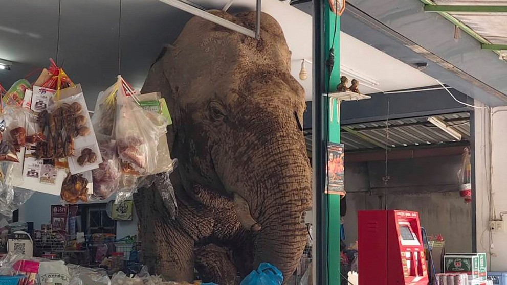 Slon vtrhol do potravín v Thajsku