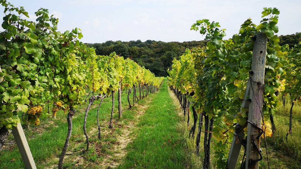 Na snímke líder OĽaNO Igor Matovič