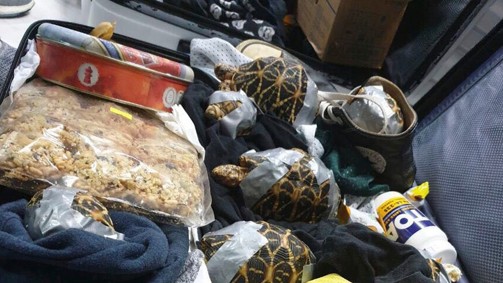 Pašované korytnačky na Filipínach