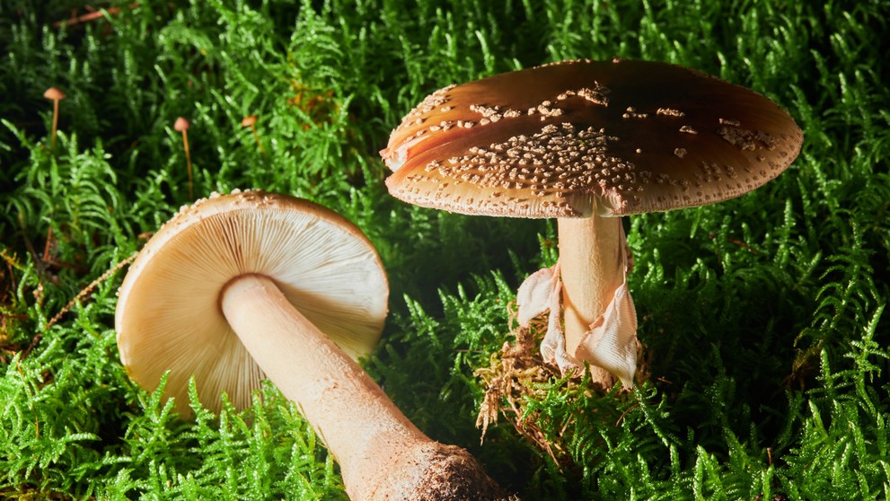 Muchotrávka červenkastá.