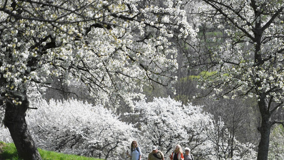 Čerešňové stromy v obci Brdárka