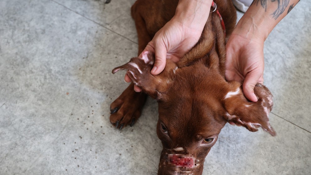 Brutálne týranie zvieraťa.