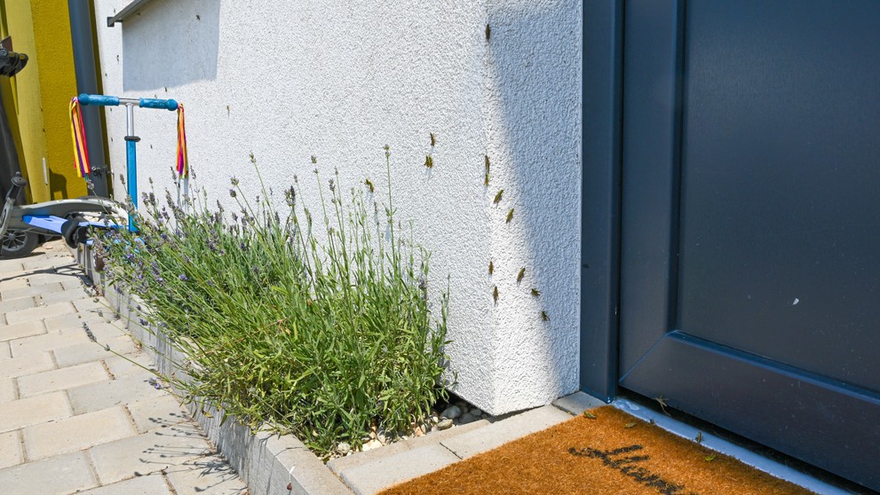 Lúčne koníky v Stupave a okolí