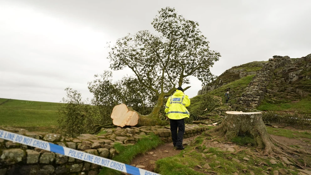udia sa pozerajú na takmer 200-ročný javor horský, ktorý zoťal 16-ročný mladík na mieste zvanom Sycamore Gap.