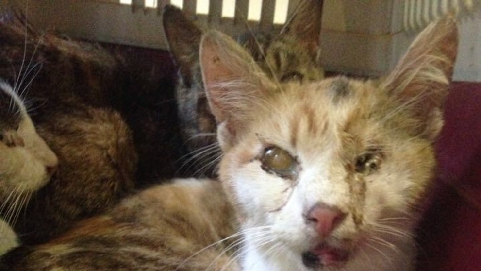 Zachránené mačky sú naozaj v zlom stave. 