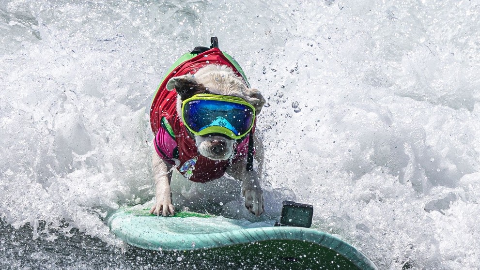 Surferské psie preteky.