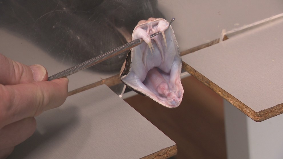 Hadie zuby fungujú ako injekčné striekačky. Sú duté a jed vstreknú cez zuby.