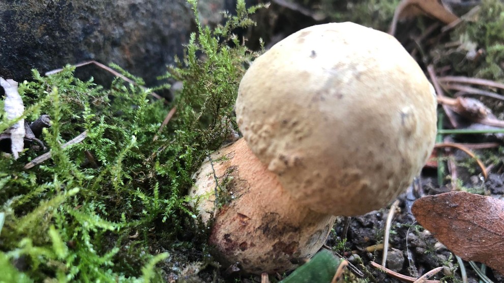 Jeden z dvojice hríbov siných.