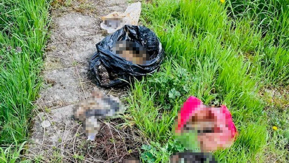 Psov držala v katastrofálnych podmienkach.