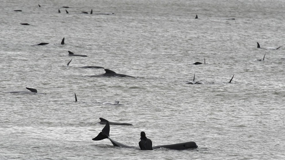 Uviaznuté veľryby na tasmánskom pobreží