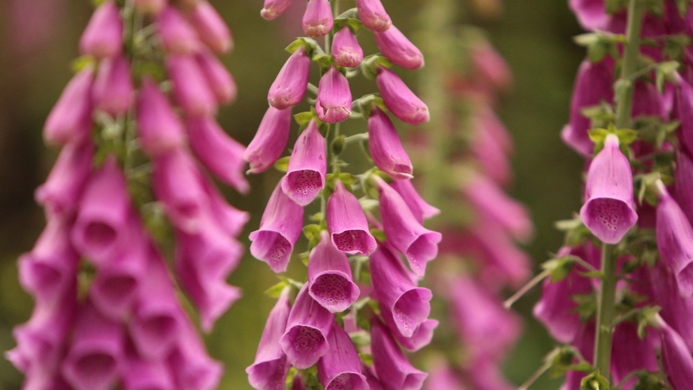 Náprstník červený (lat Digitalis purpurea).
