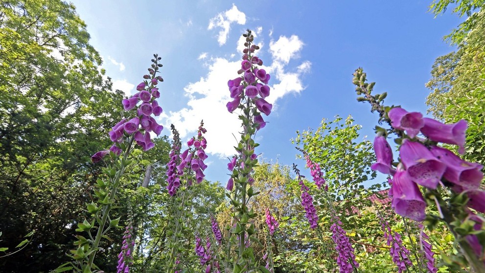 Náprstník červený (lat Digitalis purpurea).
