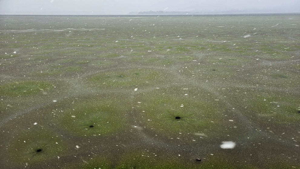 Vodnú nádrž Lipno pokryl zelený ľad zafarbený od siníc.