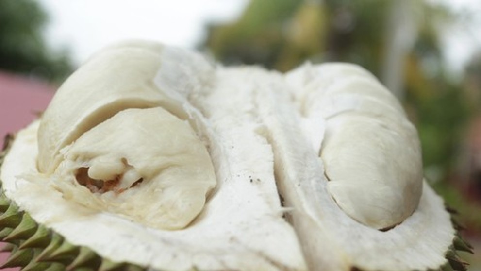 Durian. Ilustračná snímka