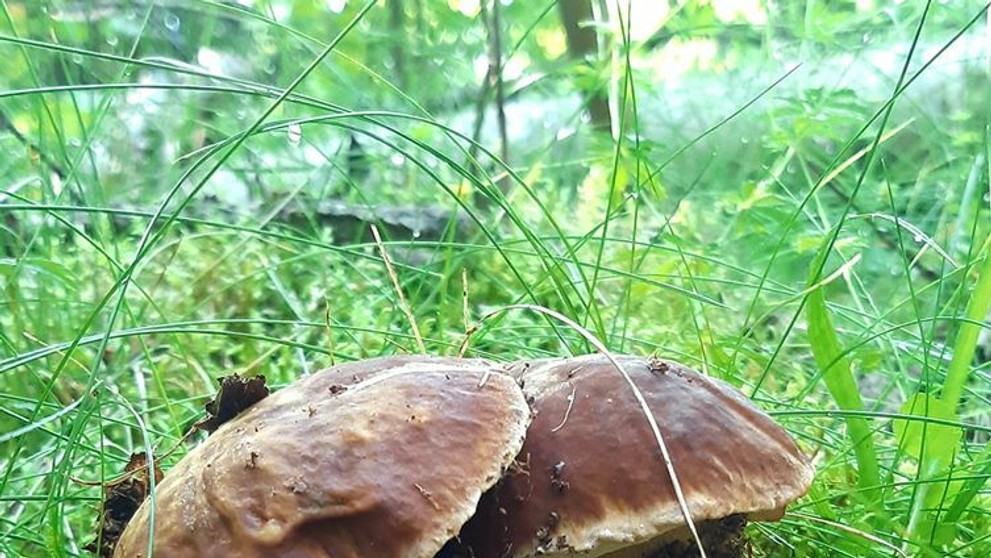 Malý valibuk v podaní Marka Grabana.