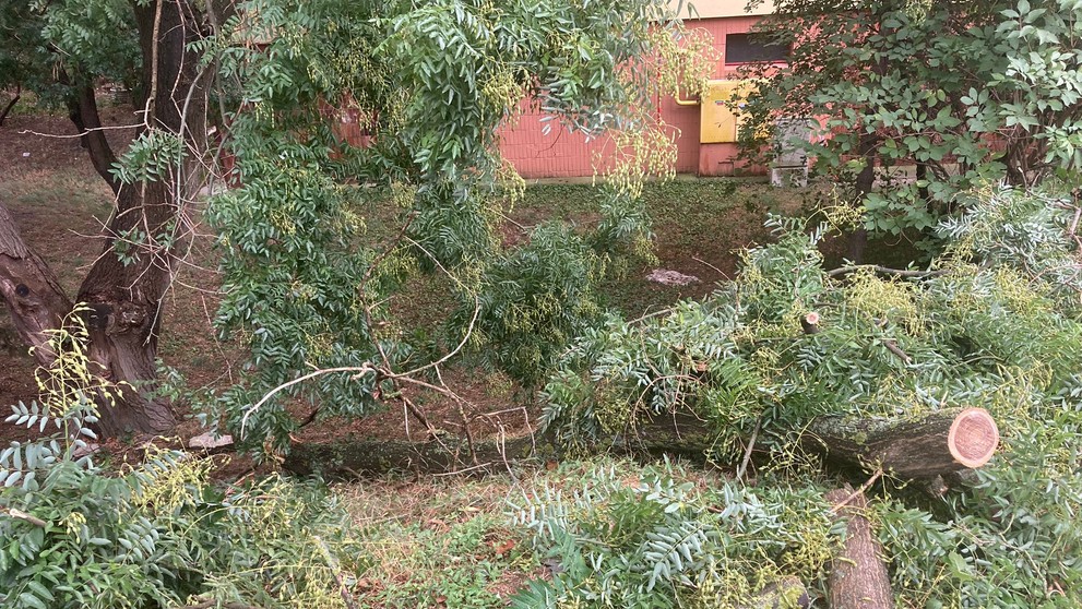 Popadané stromy v bratislavskom Novom Meste.