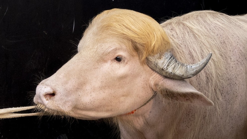 Byvol s prezývkou Donald Trump