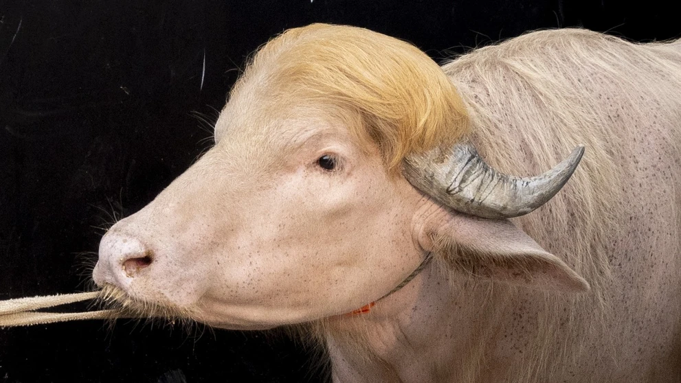 Byvol s prezývkou Donald Trump