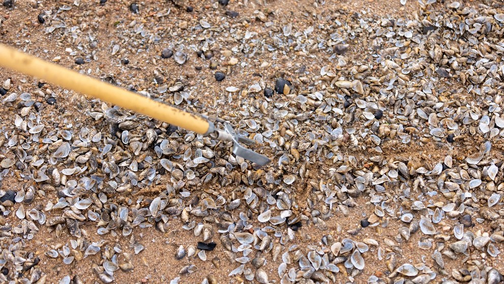 rozdrvené lastúry kopýtok