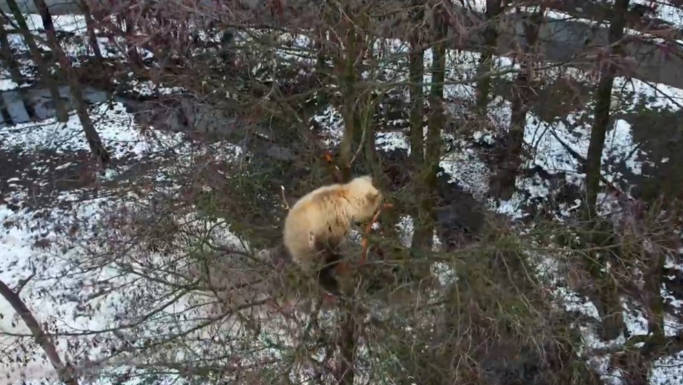 Medvieďa uviazlo na strome.