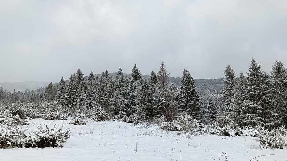 Bacúch, Ľubomír Zlúky