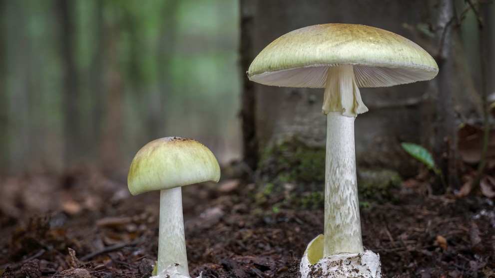 Muchotrávka zelená.